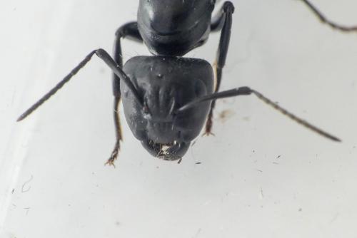 Réf. 256 609 : Camponotus vagus